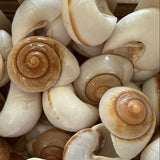 Channeled Whelk