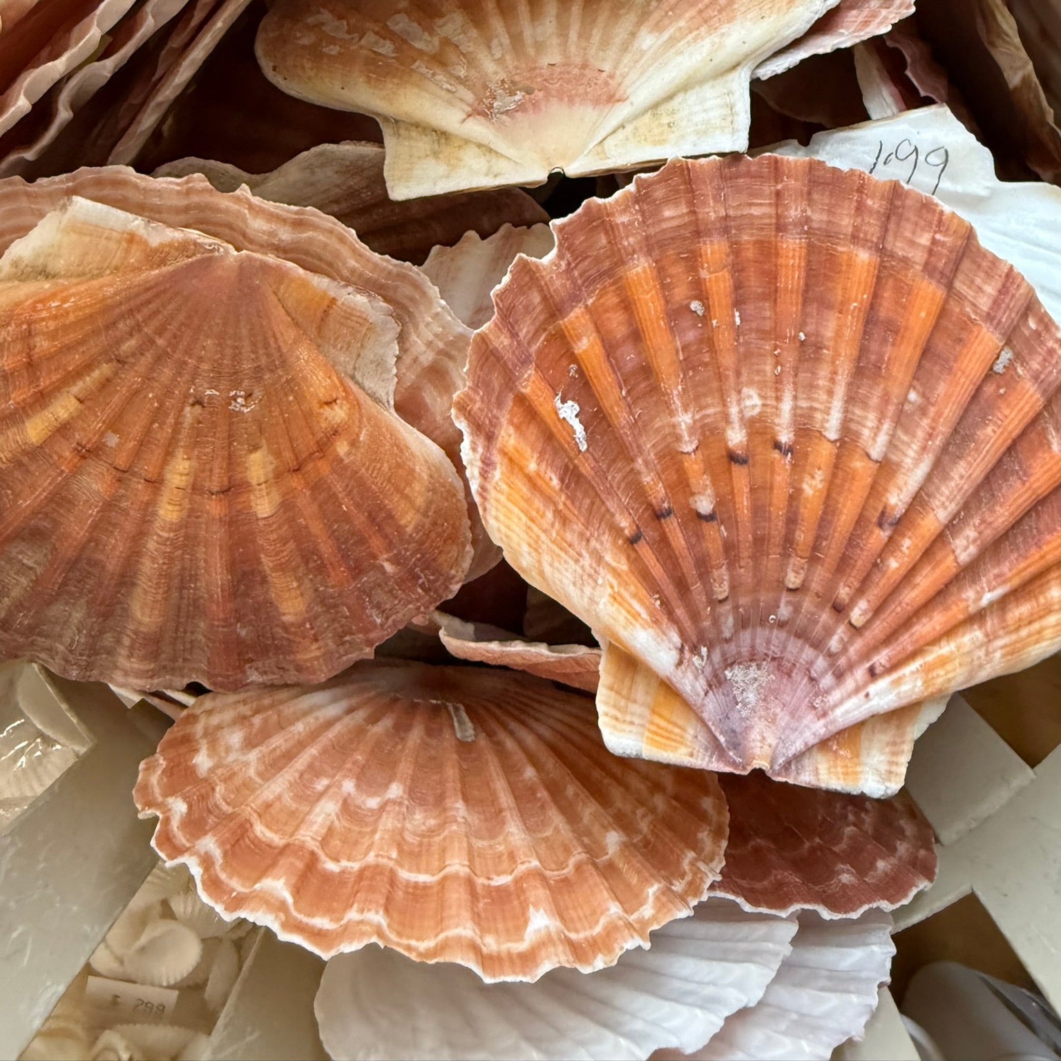 Atlantic Bay Scallop