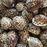 Tiger Cowrie