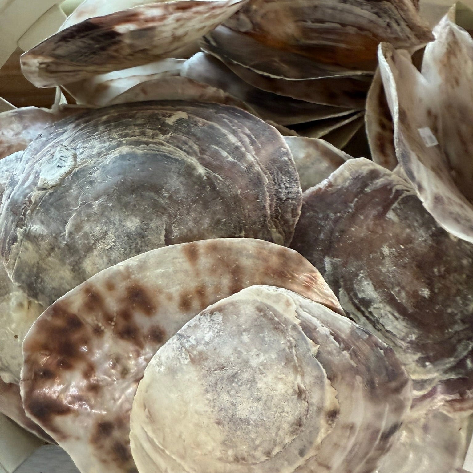 Eastern Oyster