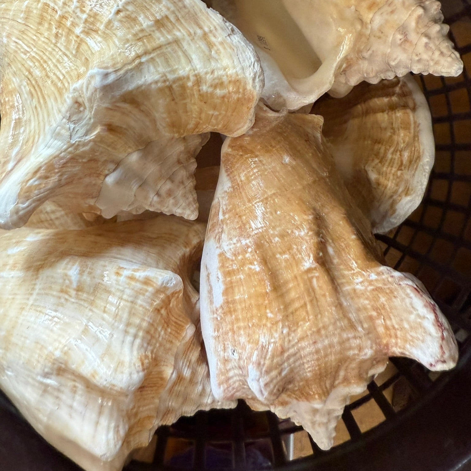 Queen Conch 2