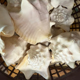 Queen Conch