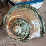 Pearl Turbo Shell