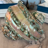 Pearl Turbo Shell