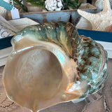 Pearl Turbo Shell