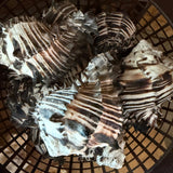 Black and White Murex Shell