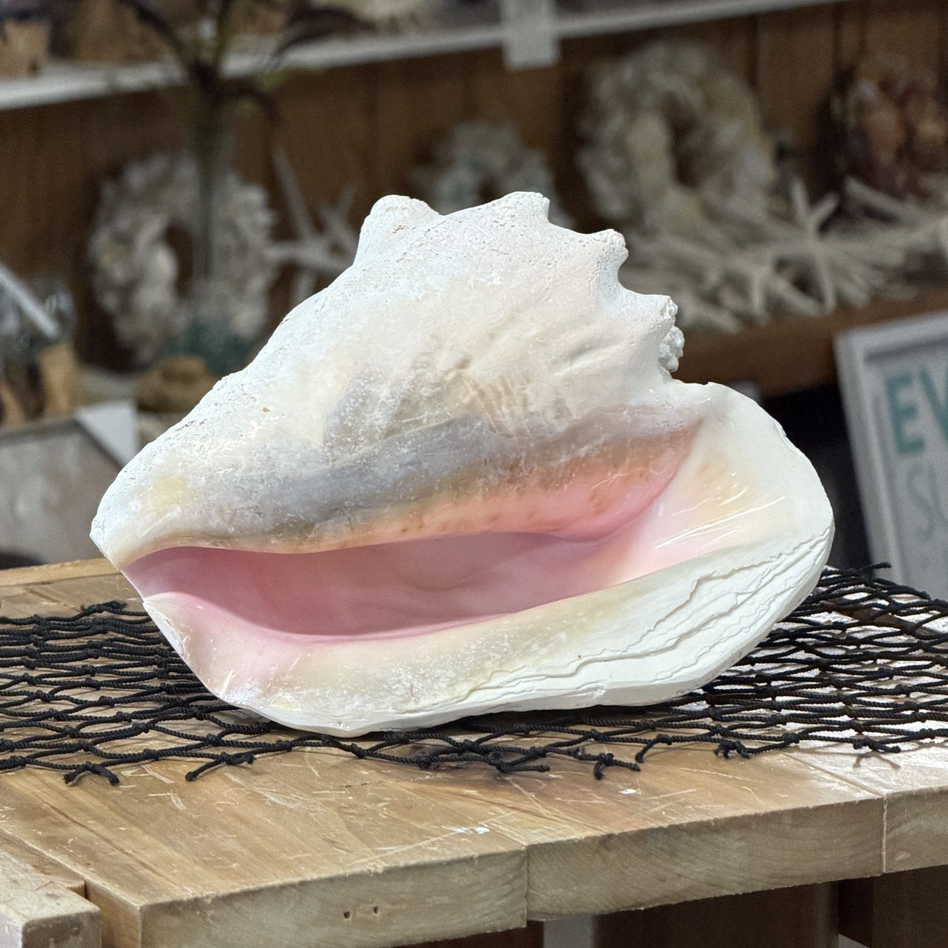 Queen Conch Shell Specimen