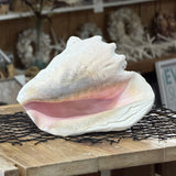 Queen Conch Shell Specimen