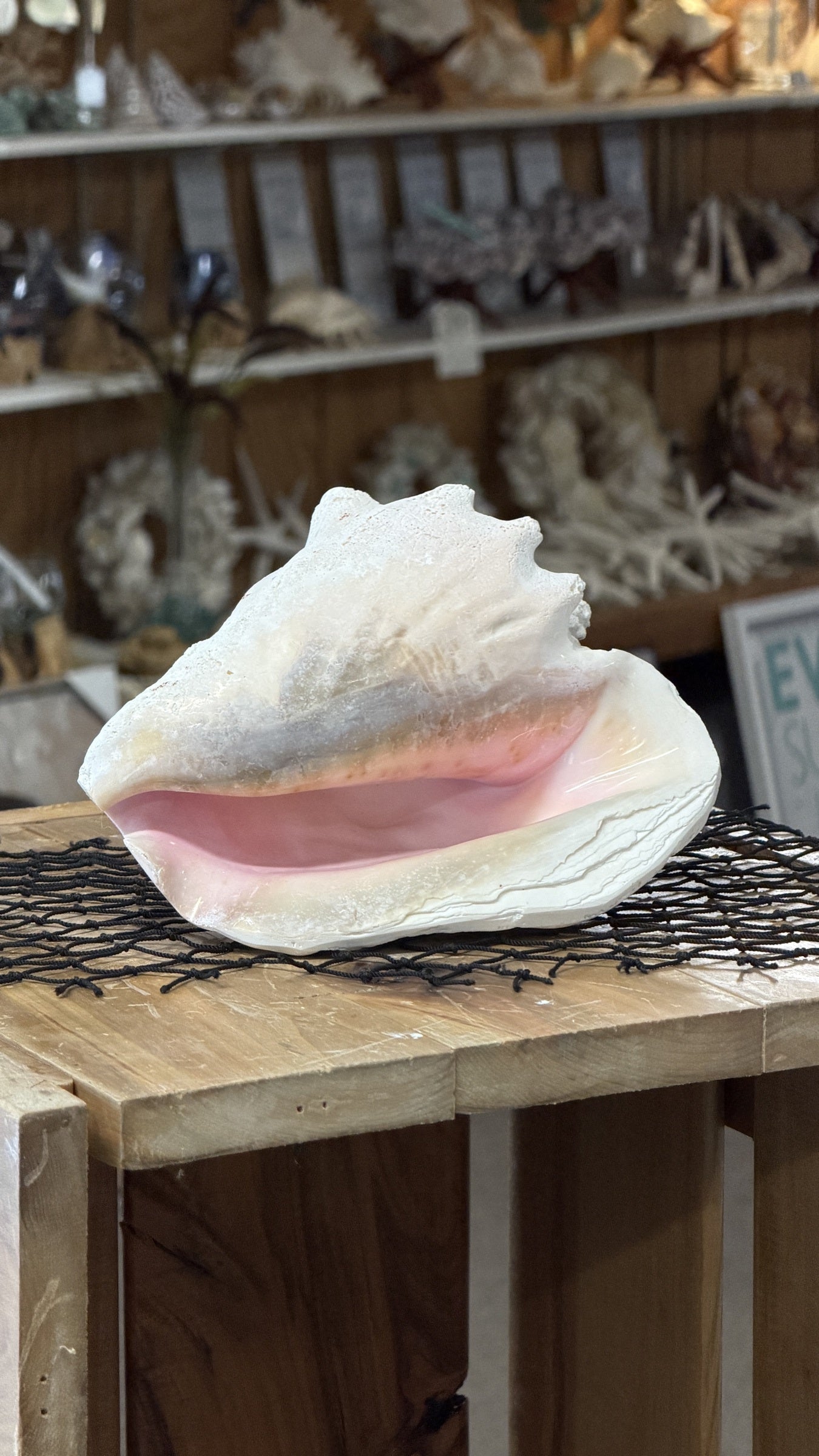 Queen Conch Shell Specimen