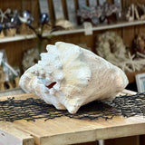 Queen Conch Shell Specimen