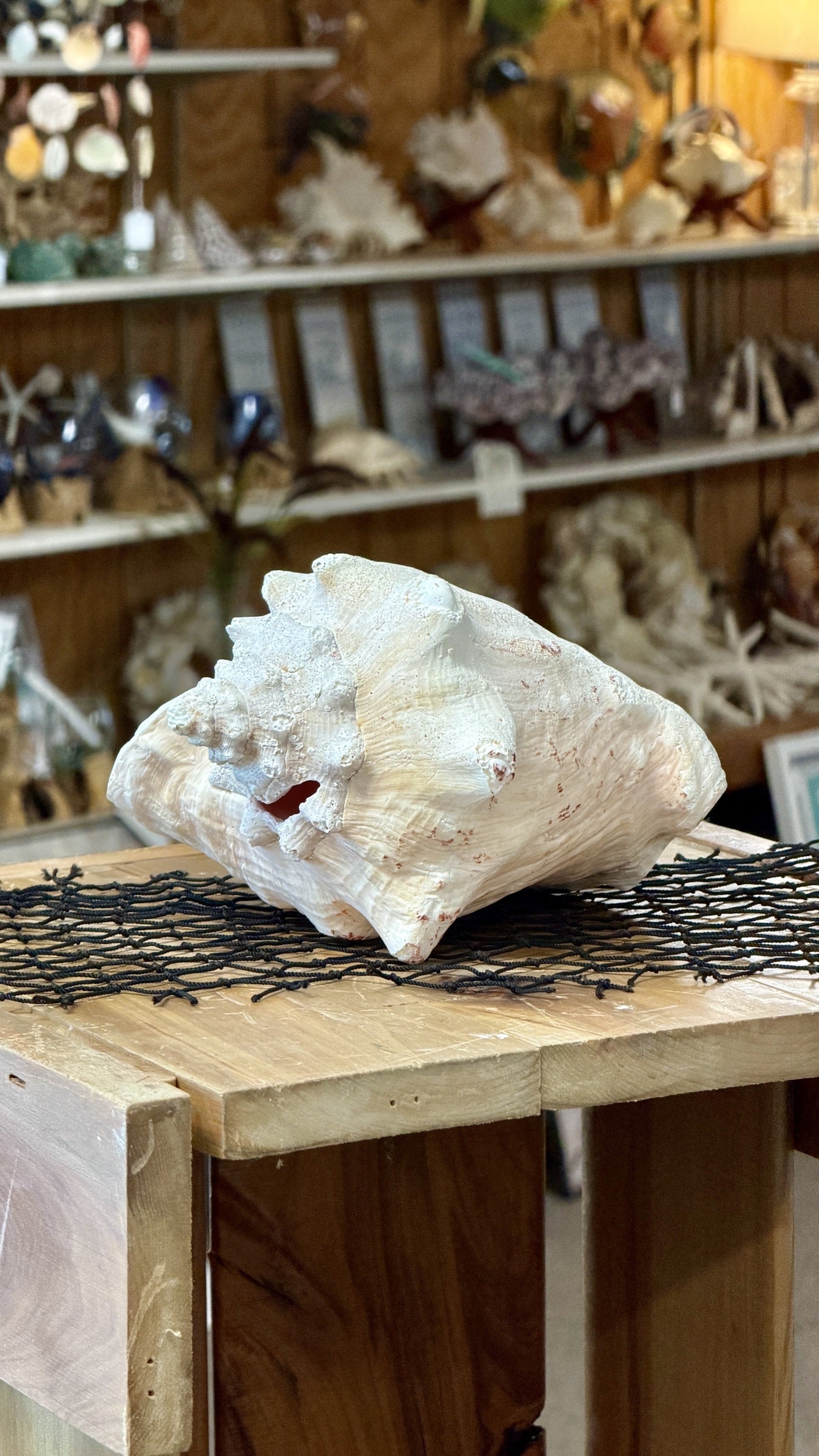 Queen Conch Shell Specimen