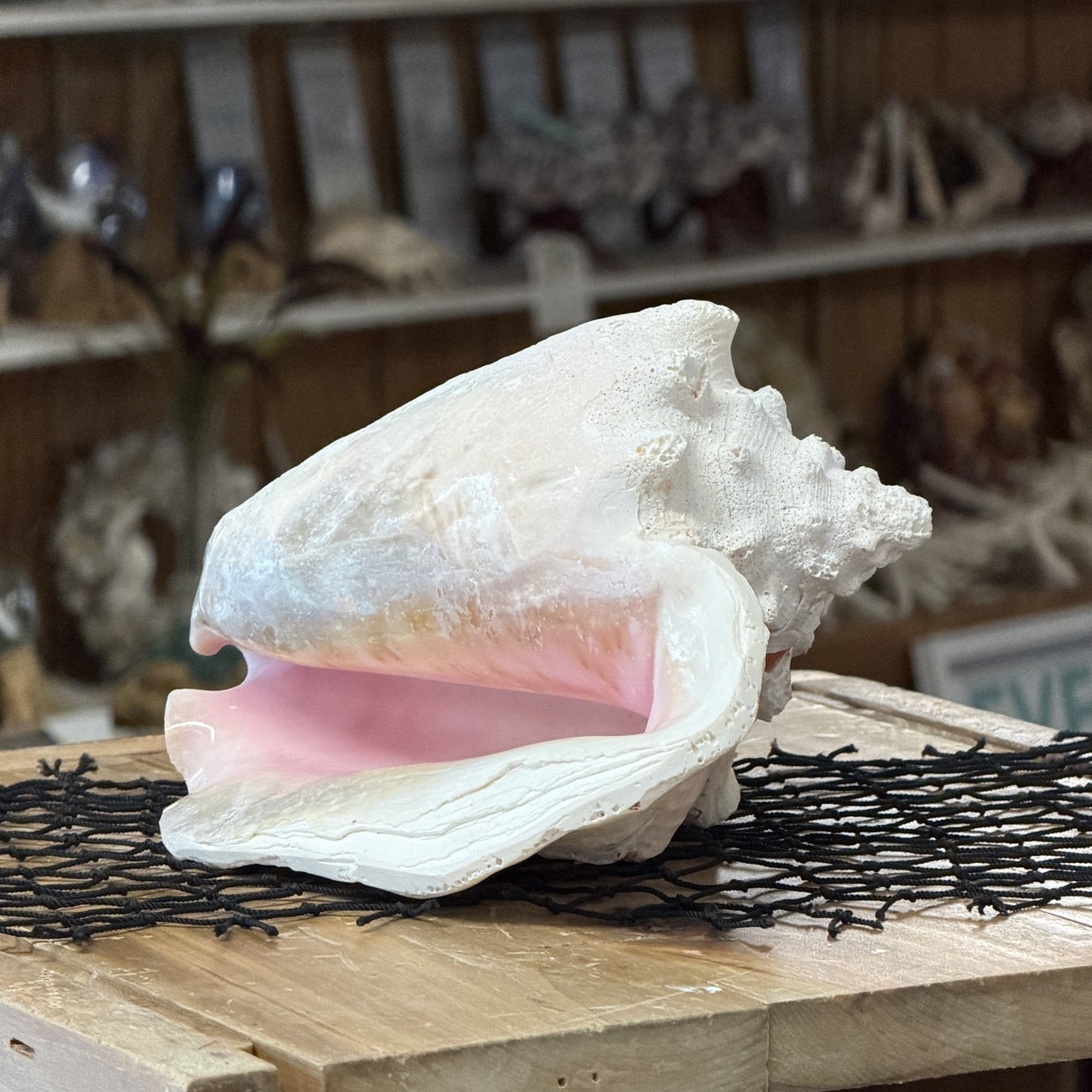 Queen Conch Shell Specimen