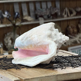 Queen Conch Shell Specimen