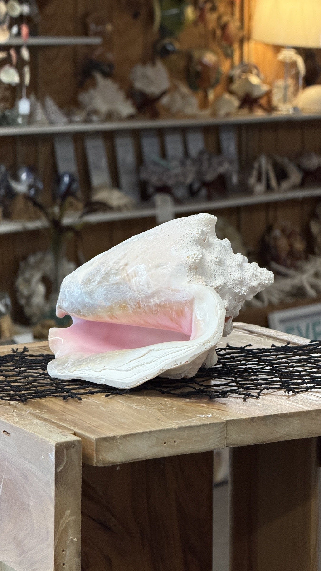 Queen Conch Shell Specimen