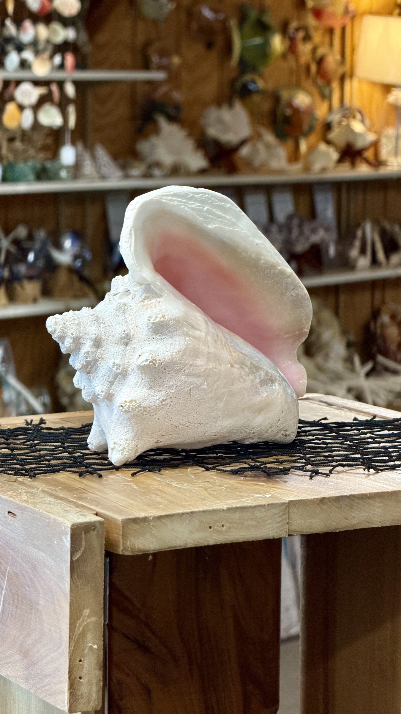 Queen Conch Shell Specimen