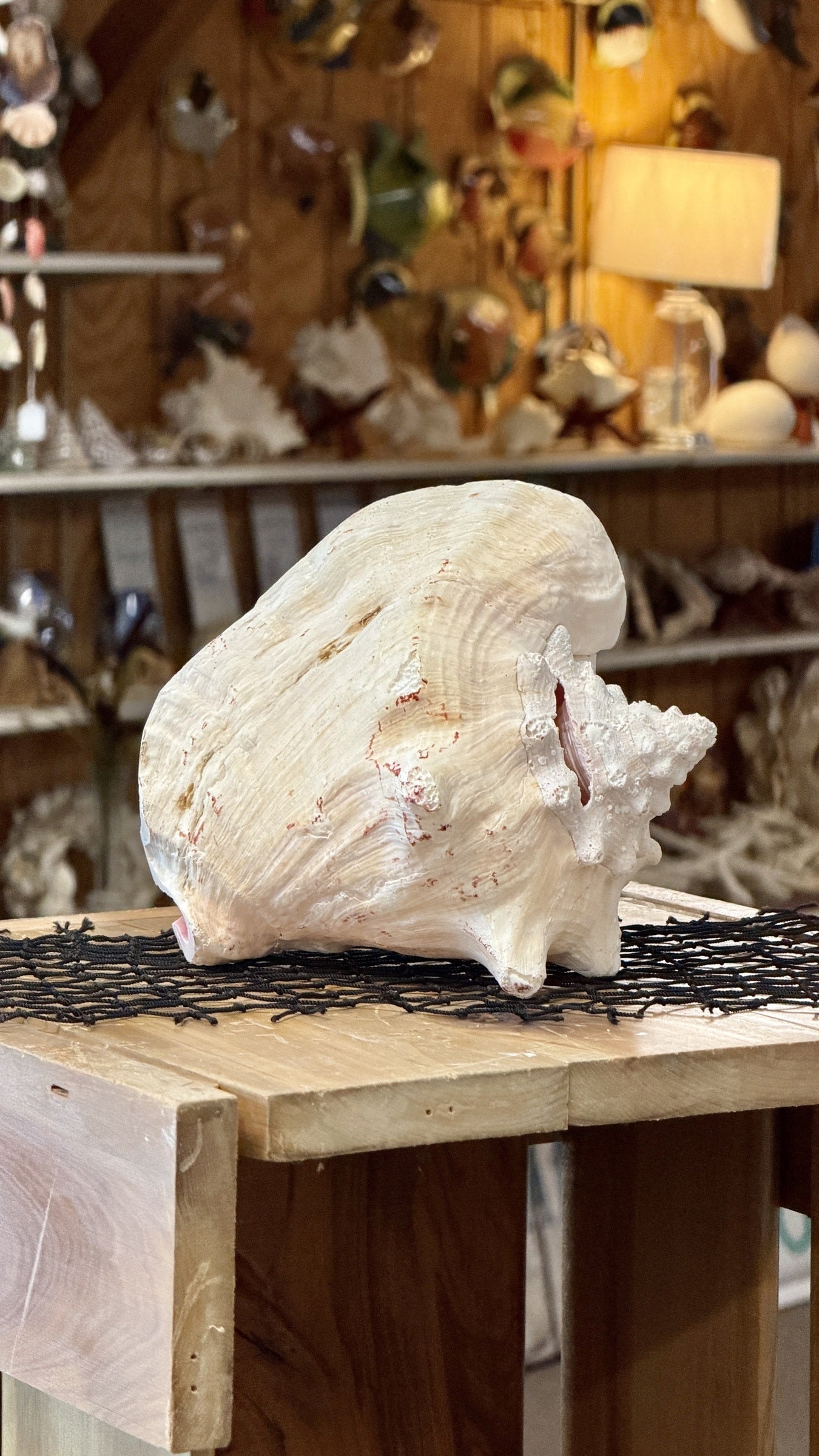 Queen Conch Shell Specimen