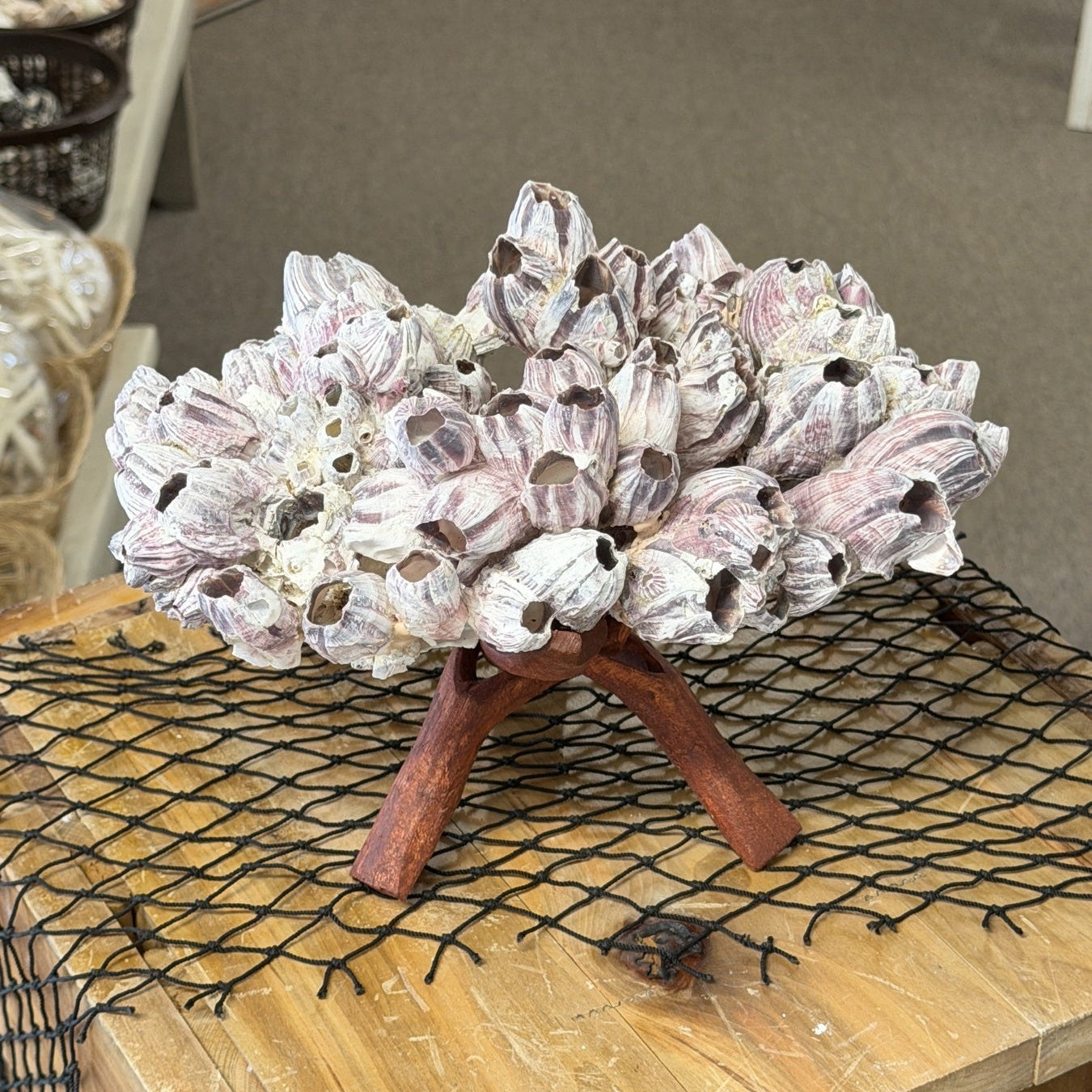 Purple Barnacle Cluster