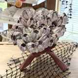 Purple Barnacle Cluster