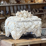 Seashell Jewelry Box (White)