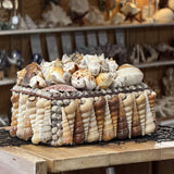 Seashell Jewelry Box (Natural)