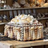 Seashell Jewelry Box (Natural)